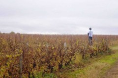 beaujolais_0113