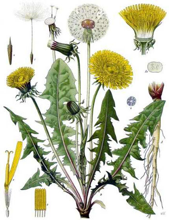 003 Taraxacum officinale