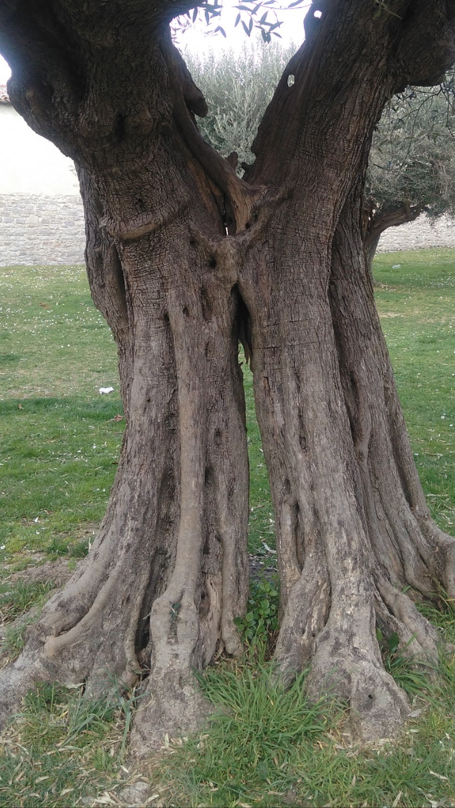 Ulivi