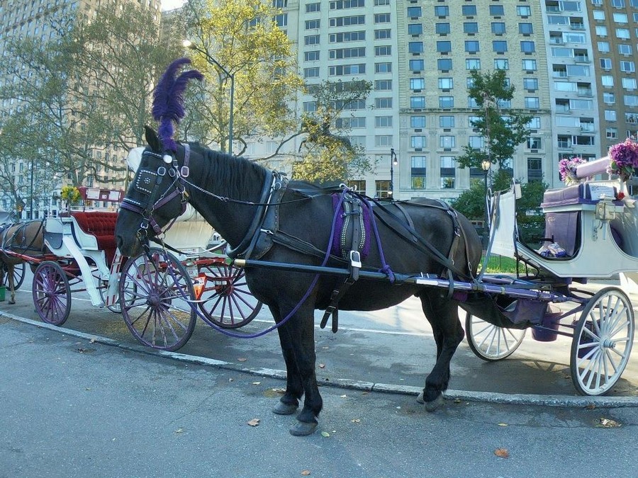 GOPR8993