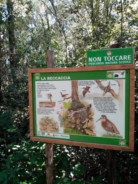 TOZZI (4).jpg