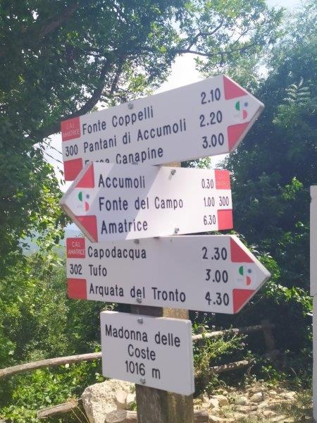 renzuglia5.jpg