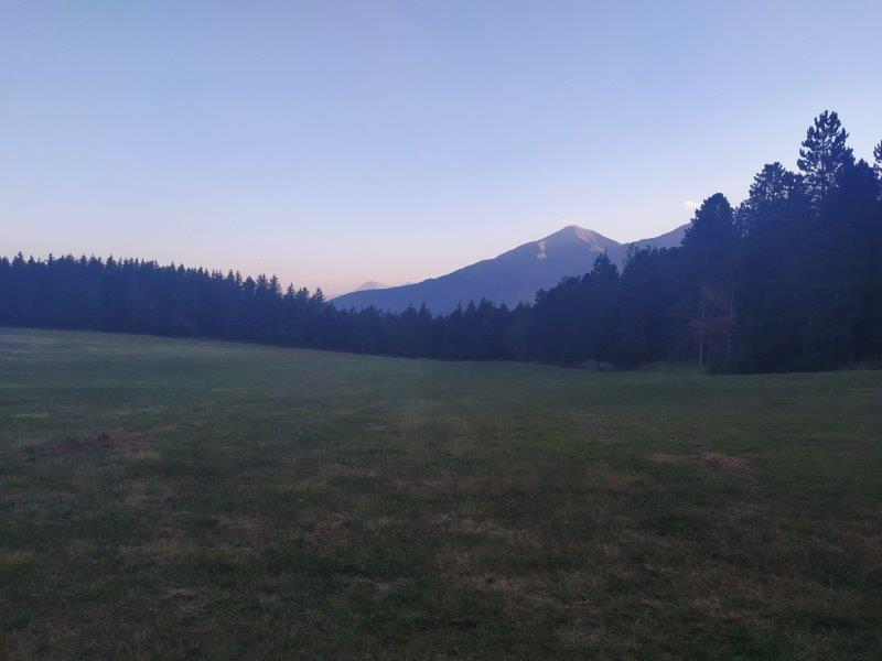renzuglia6.jpg